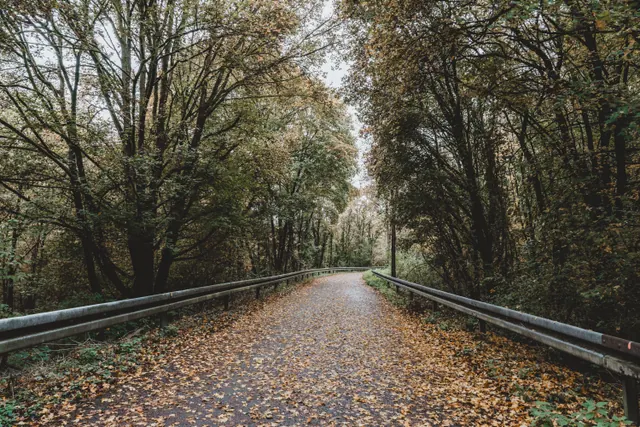 Carretera cubierta de hojas secas entre árboles en otoño